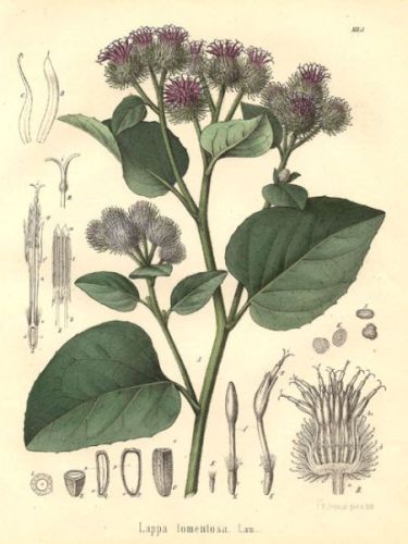 Lappago Maiden Lips - Lappa tomentosa - лопух-репейник